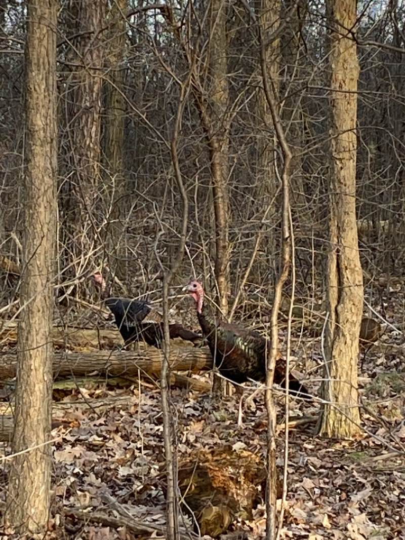 walking near me in River Grove Park in winter