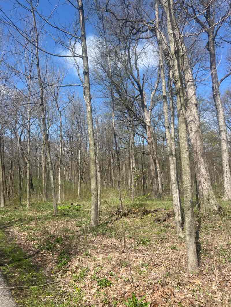 walking near me in Busse Woods in spring