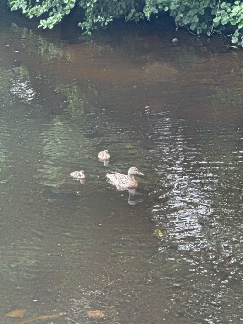 walking near me in Stalybridge Country Park in summer