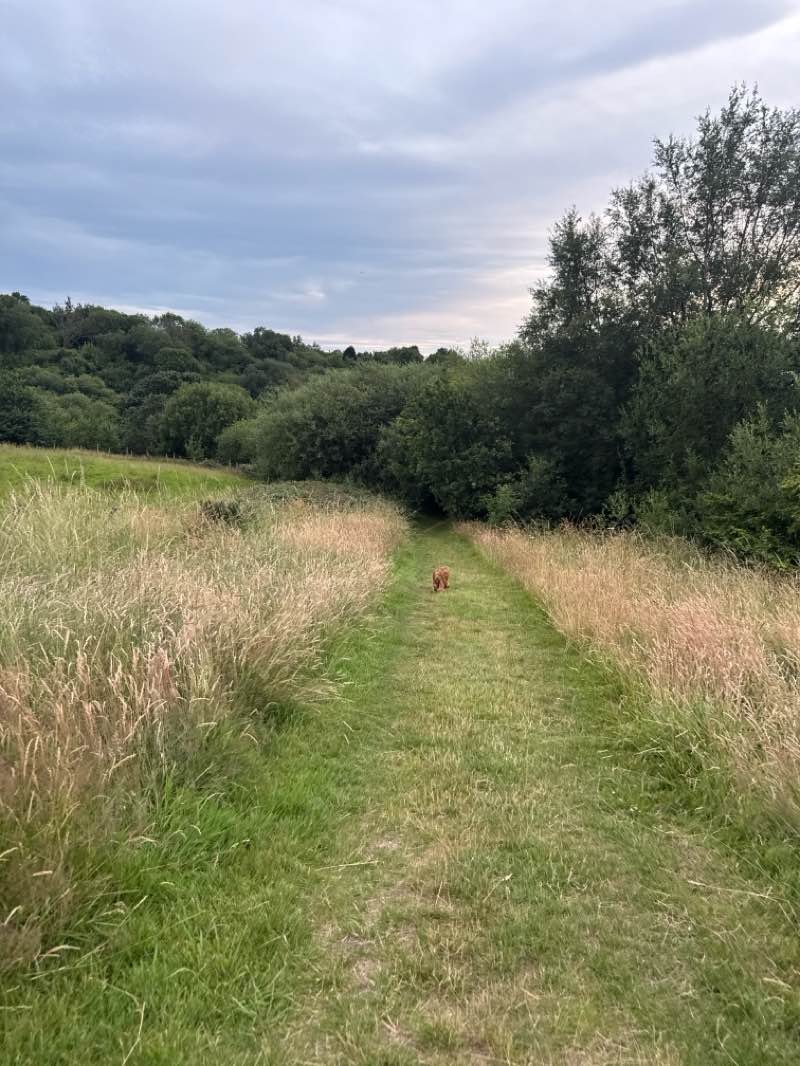 walking near me in Stalybridge Country Park in summer