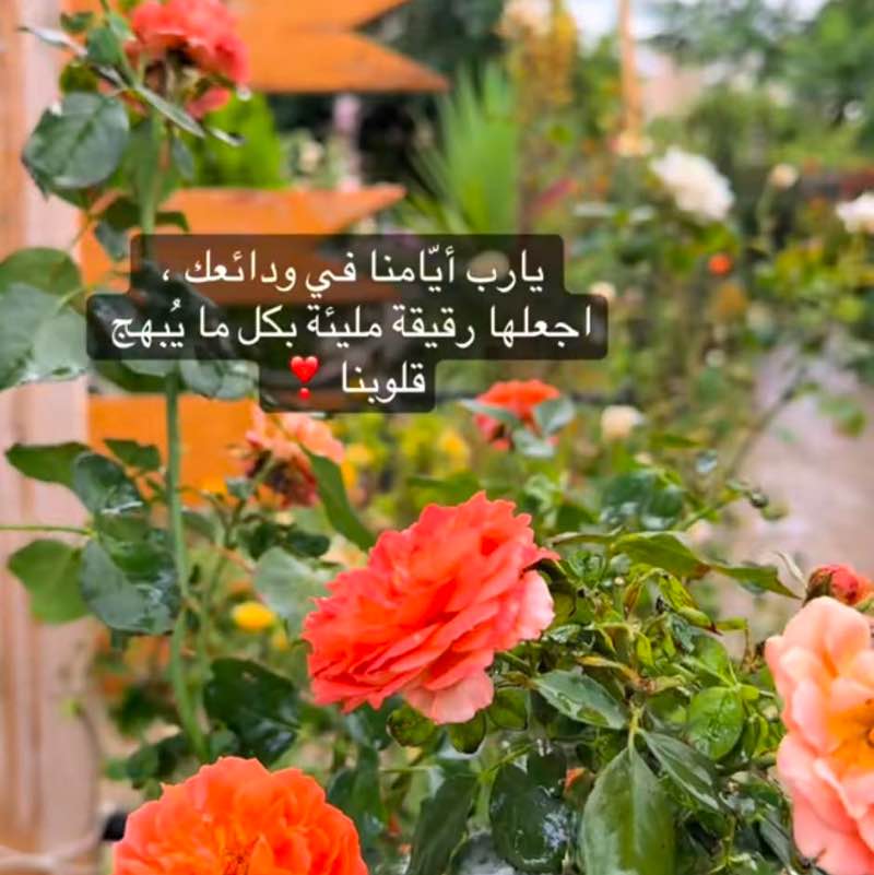 Najat🦋🕊️ post 3