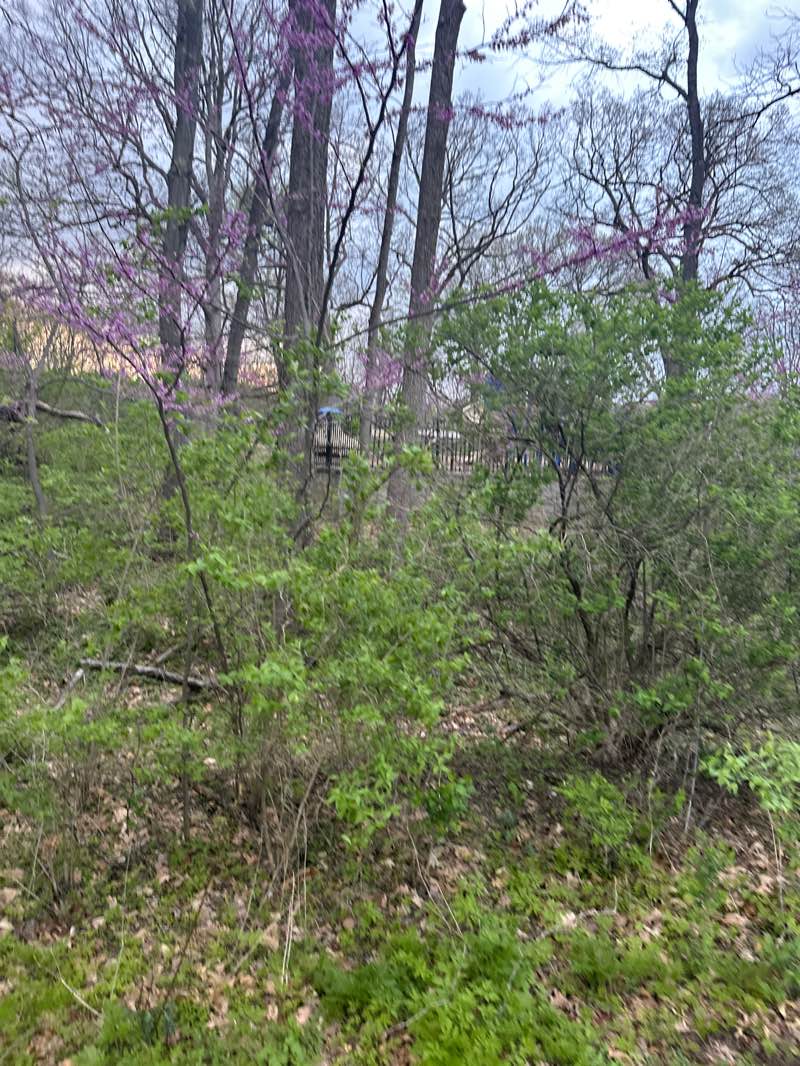 walking near me in Windings Park in spring