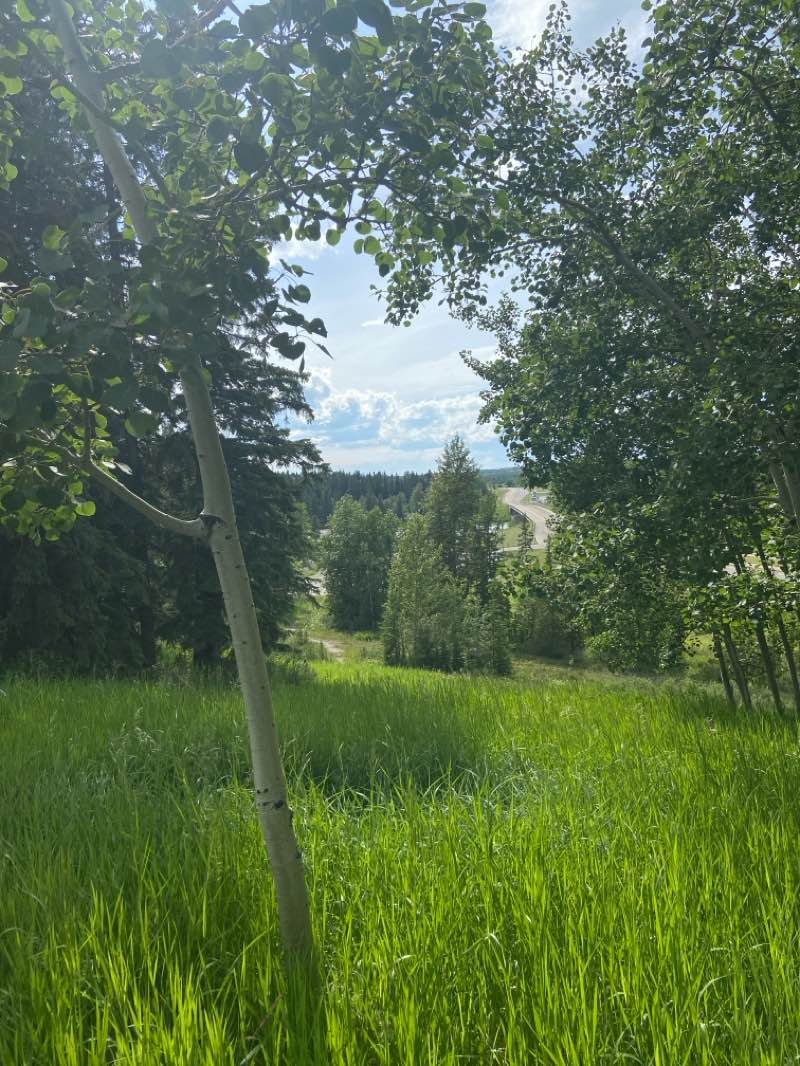 walking near me in Recreation Park in summer