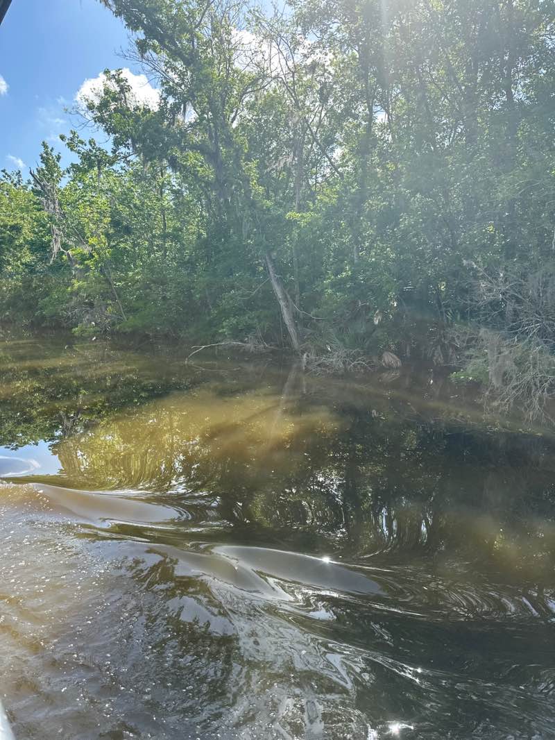 walking near me in Jean Lafitte National Historic Park and Preserve - Barataria Preserve Unit in spring