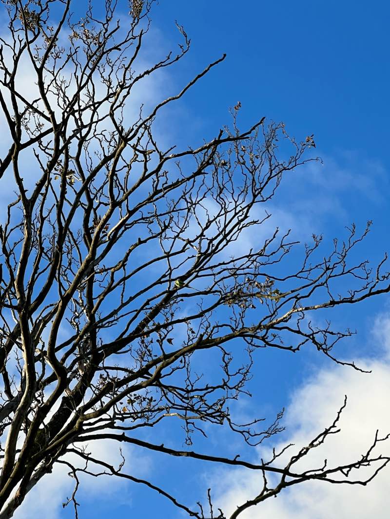 walking near me in Western Park in winter