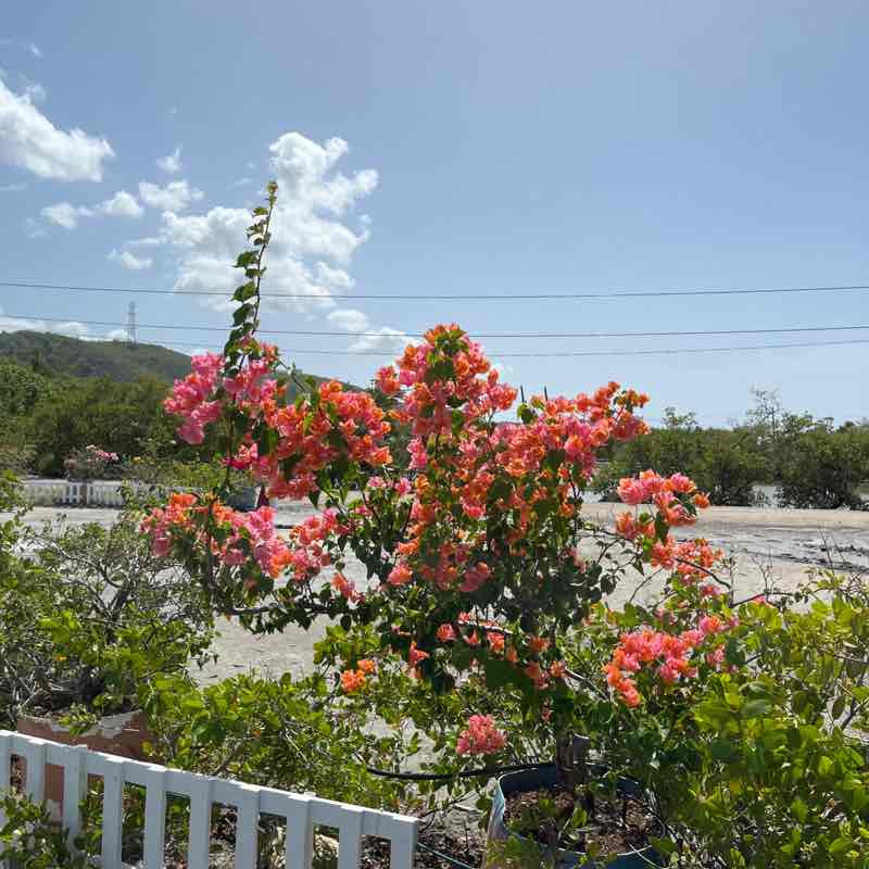 Perla del Caribe 🇵🇷 post 2