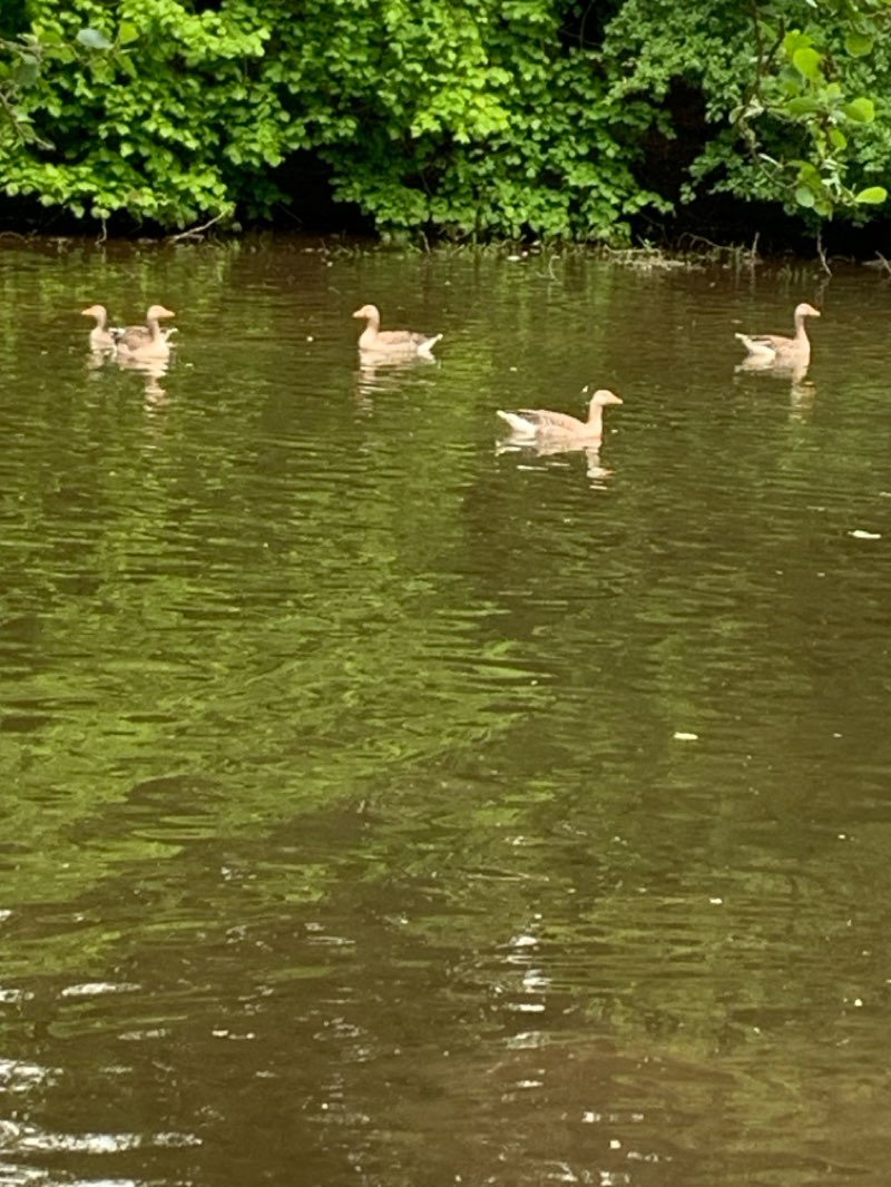 walking near me in Haddo Country Park in summer