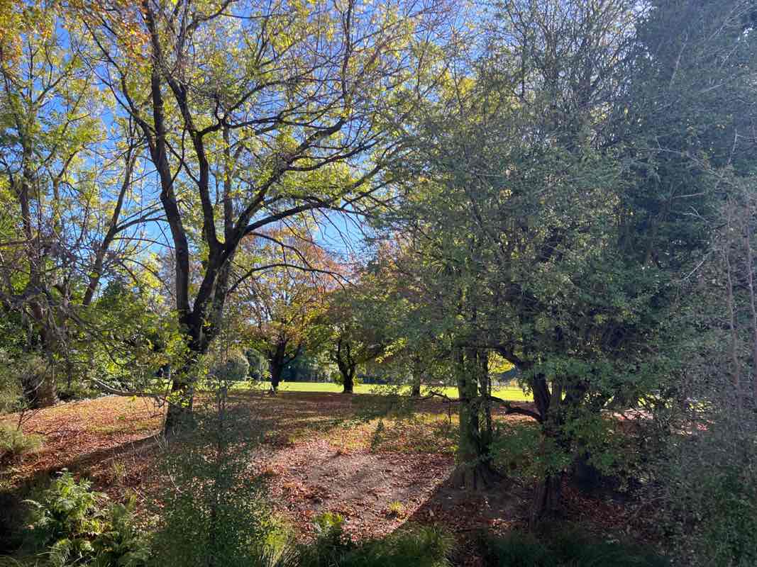 walking near me in Fendalton Park in autumn
