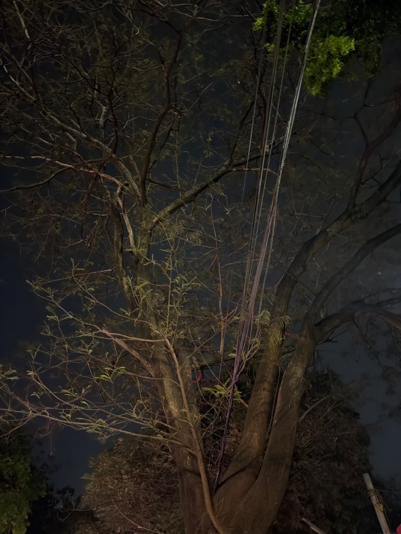 walking near me in Feroz Gandhi Park in spring