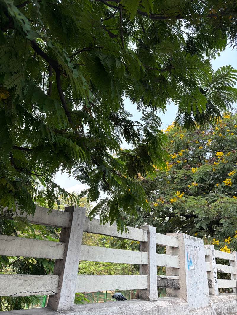 walking near me in Chacha Nehru Park in spring