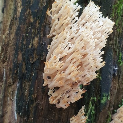 ❤️👟HERZDAMEN👟❤️ Belinda post image