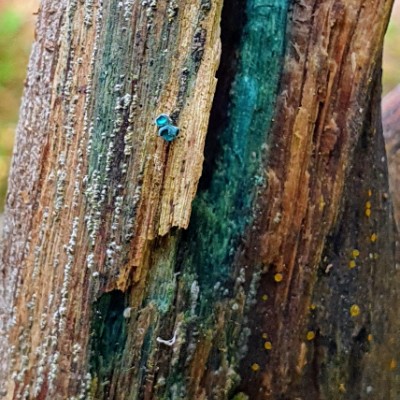 ❤️👟HERZDAMEN👟❤️ Belinda post image