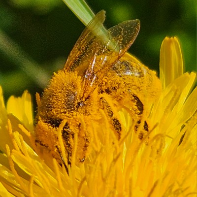 Baselbieter Belinda post image