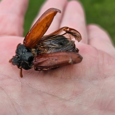 Baselbieter Belinda post image