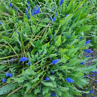 Baselbieter Belinda post image