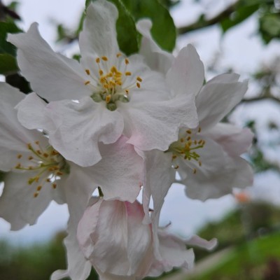 Sun☀️Sonne 🦋🌼☘🏃🏼‍♀️🏃🏼‍♂️ Belinda post image