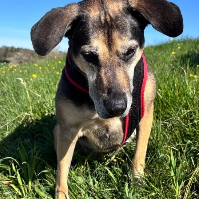 Baselbieter Belinda post image