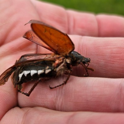 ❤️👟HERZDAMEN👟❤️ Belinda post image