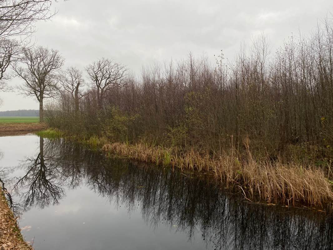 walking near me in Tjaarda's Bosch in winter