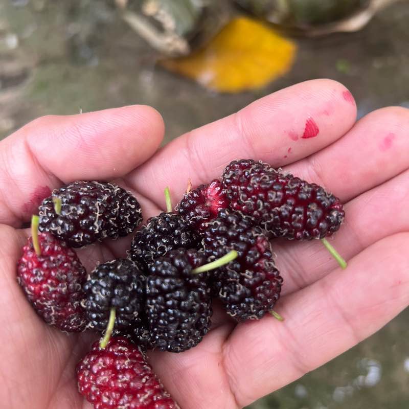 Naif Ali Albuali post 1