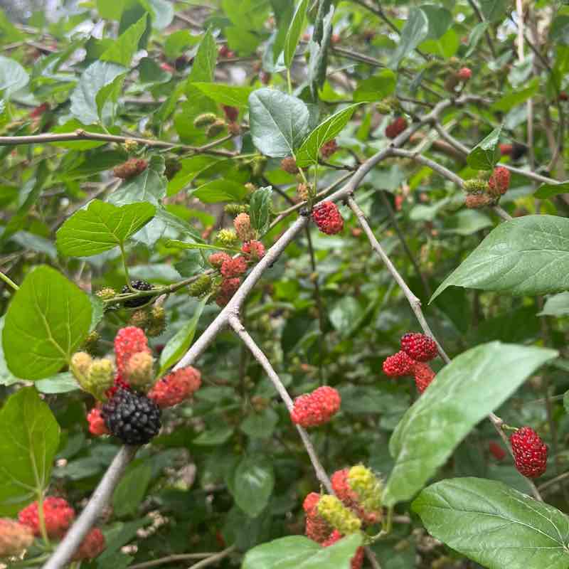 Naif Ali Albuali post 2