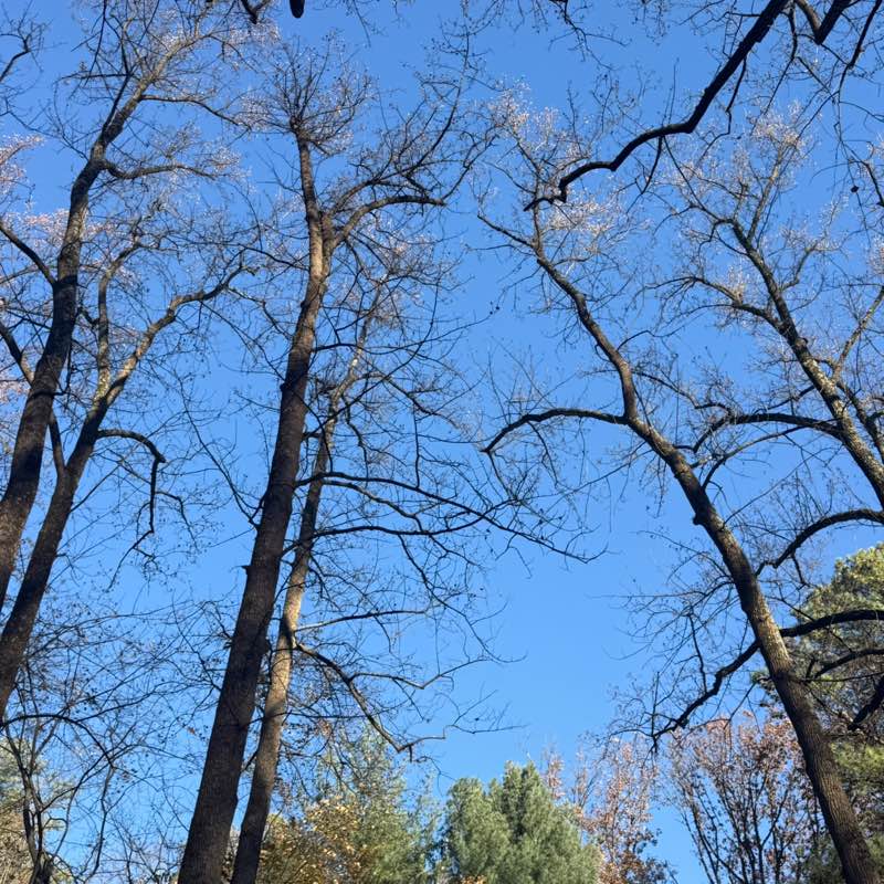 walking near me in Sligo Creek Stream Valley Park in autumn