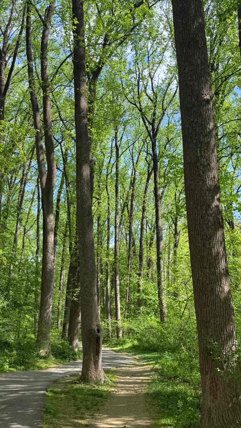 walking near me in Sligo Creek Stream Valley Park in spring