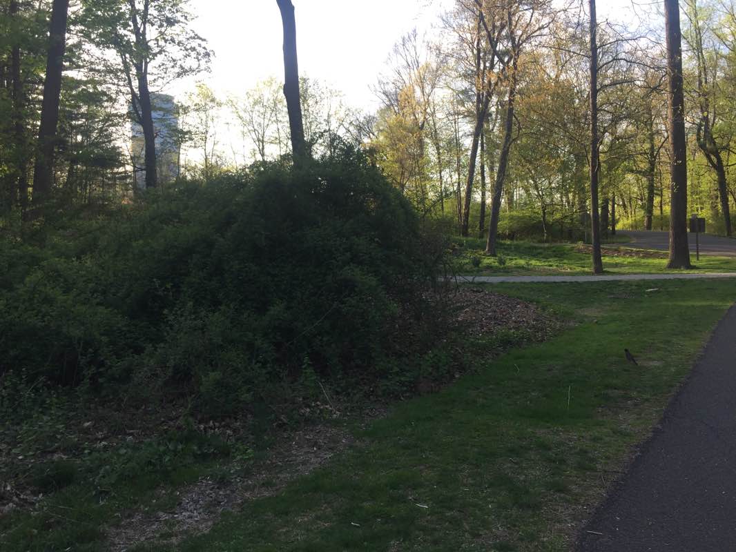 walking near me in Waveny Park in winter