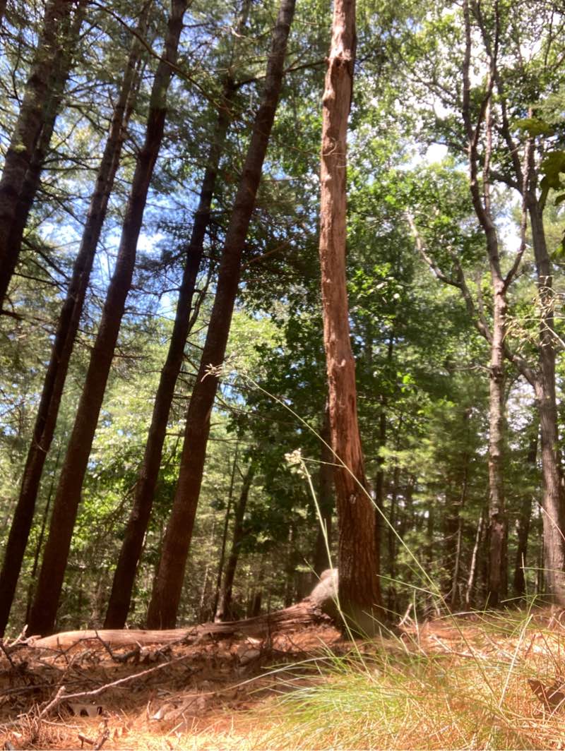walking near me in Nickerson State Park in winter