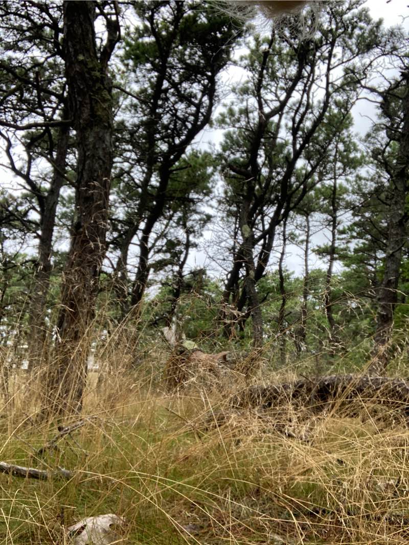 walking near me in Cape Cod National Seashore in winter
