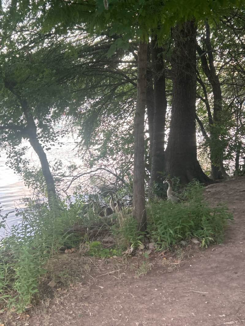 walking near me in Auditorium Shores at Town Lake Metropolitan Park in summer
