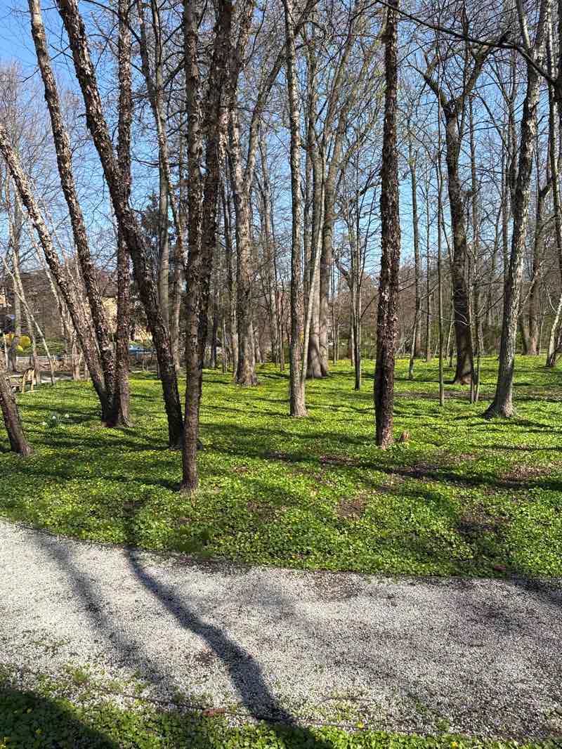 walking near me in Hanson Park in spring