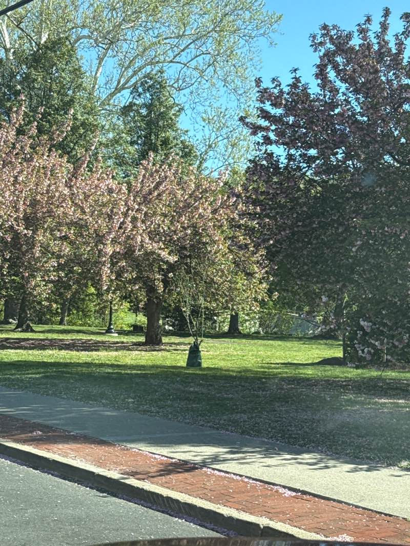 walking near me in Taylor Park in spring