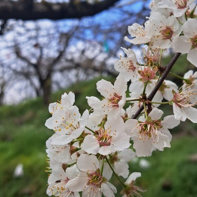 李仔花 李仔花 post image