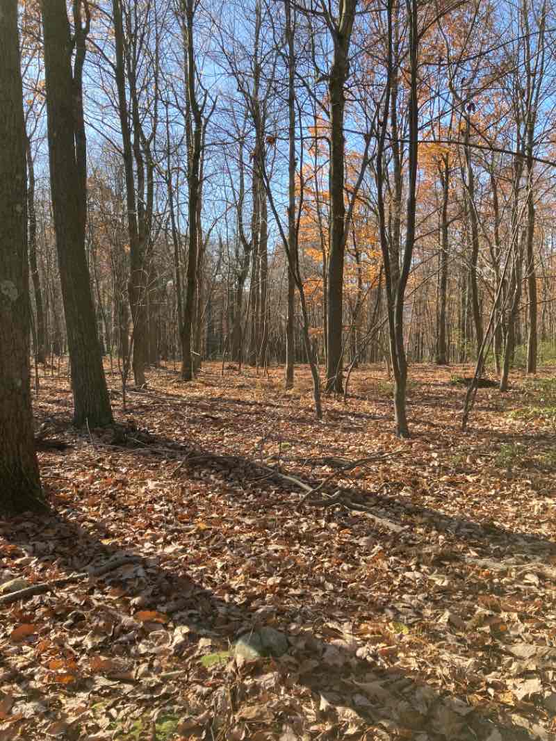 walking near me in State Game Lands Number 166 in winter