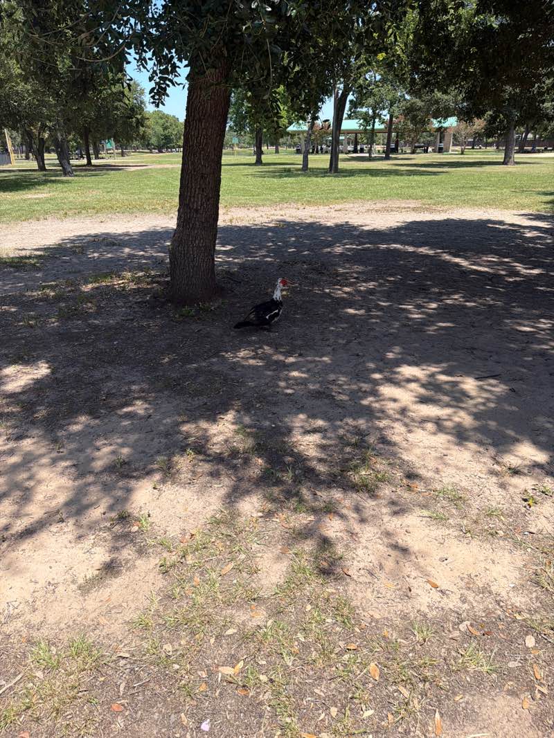 walking near me in Mary Jo Peckham Park for All Children in summer