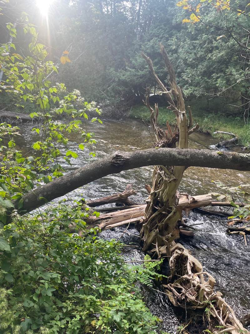 walking near me in Rapid City Elementary Public Playground and Forest in autumn