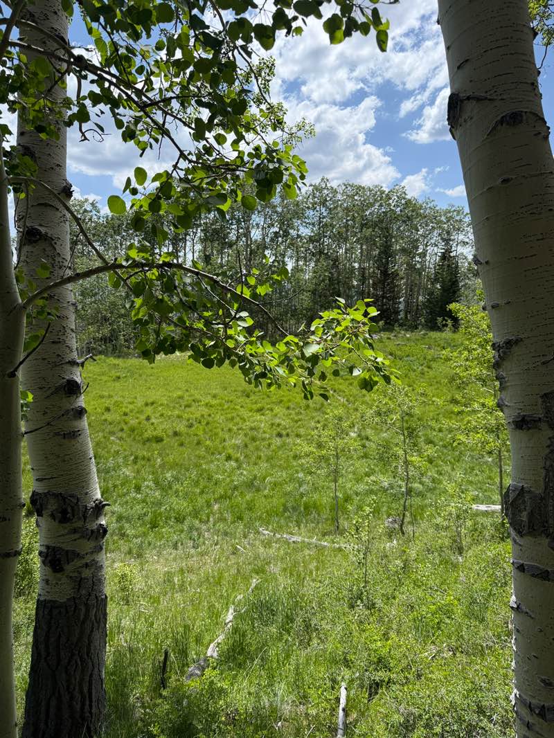 walking near me in Ashdown Gorge Wilderness in summer