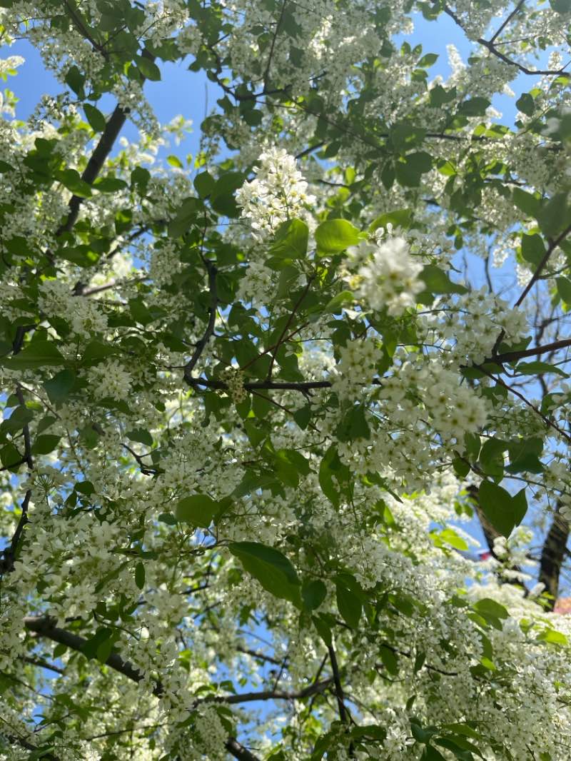 walking near me in Сквер Авиаторов in spring