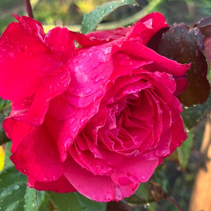 Ирина🐯 post 2