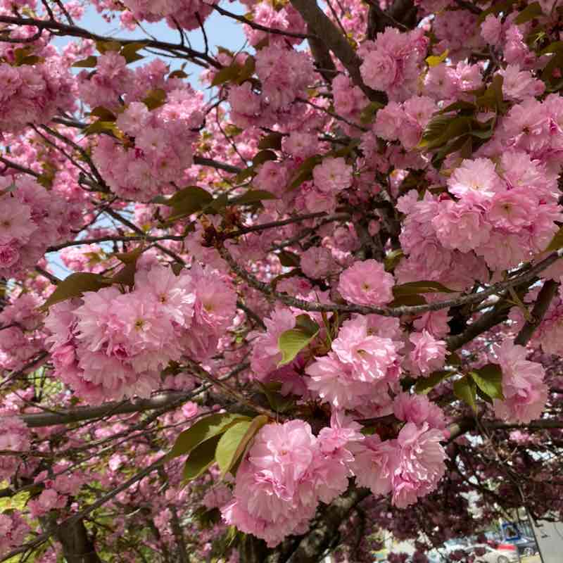 A.D. 🇫🇷🇷🇸 post 2