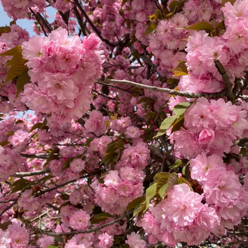 A.D. 🇫🇷🇷🇸 post 3