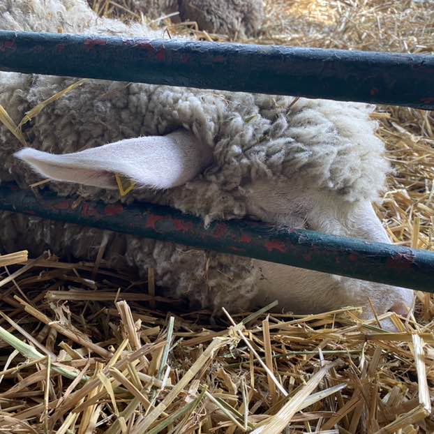 A.D. 🇫🇷🇷🇸 post 3