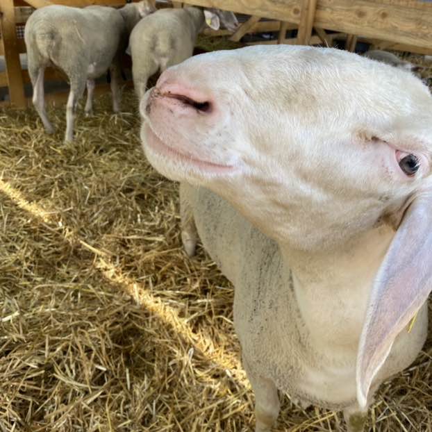 A.D. 🇫🇷🇷🇸 post 2