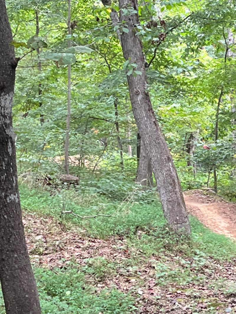 walking near me in Slaughter Pen MTB Park in winter