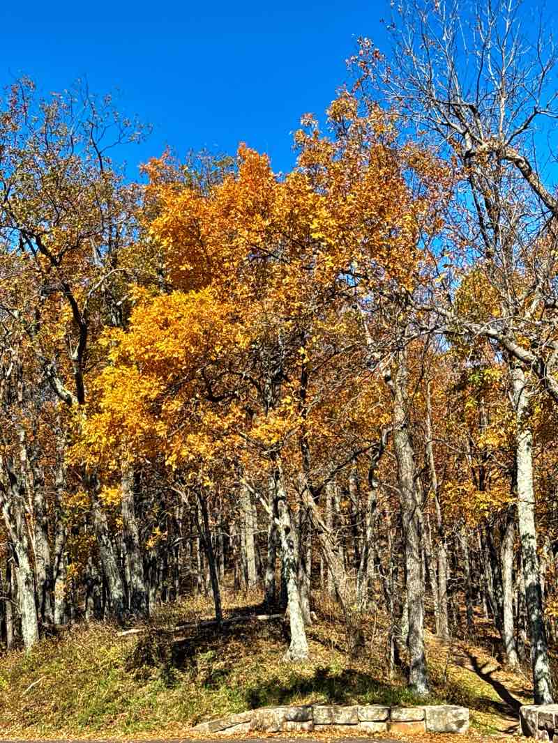 walking near me in Preddy Creek Trail Park in winter