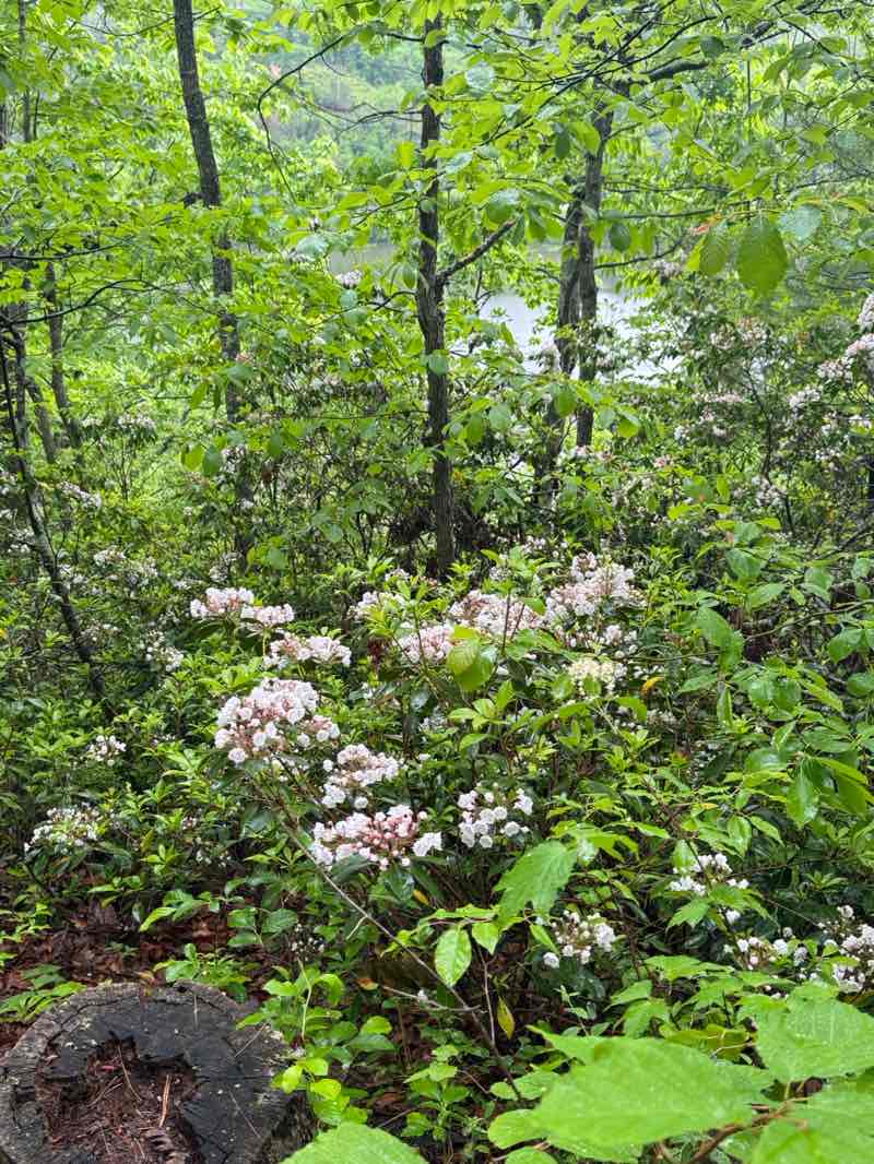 walking near me in George Washington National Forest in spring