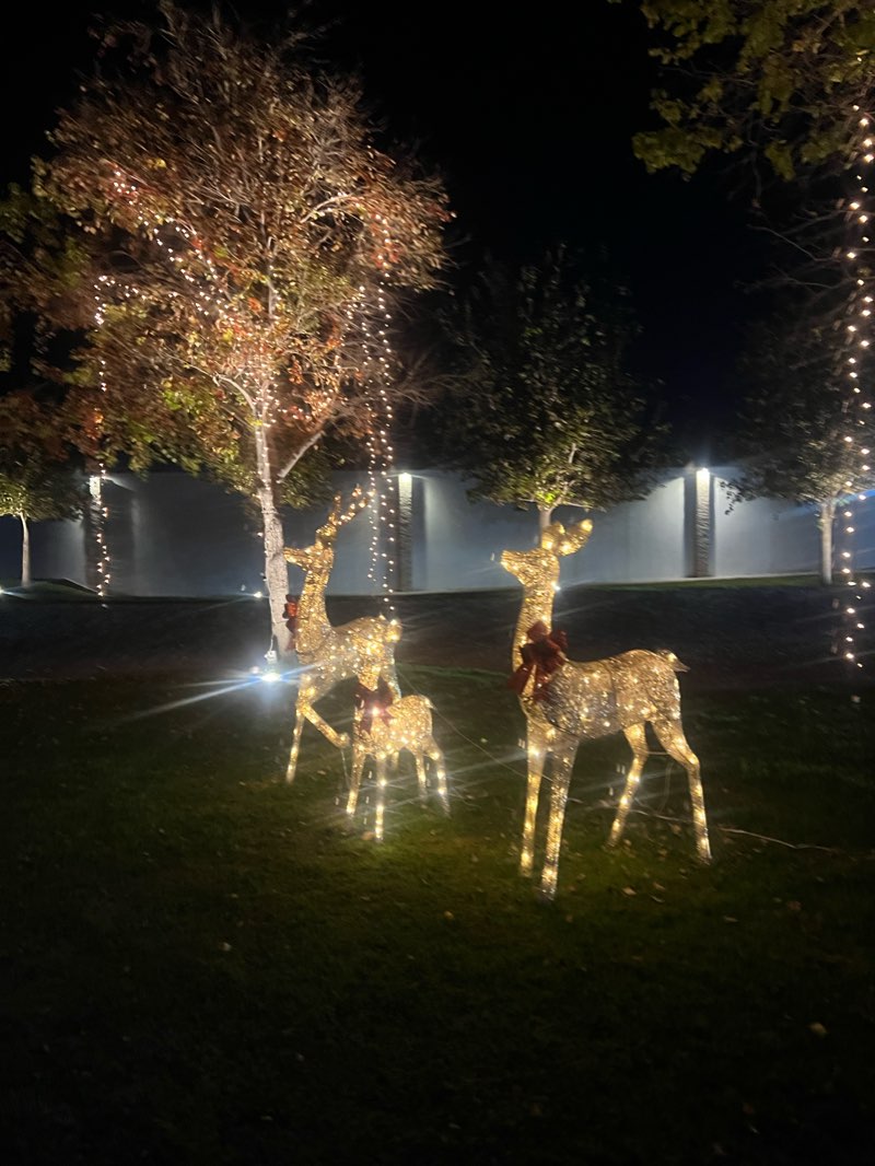 walking near me in Bosque Urbano - Francisco J. Madero in winter