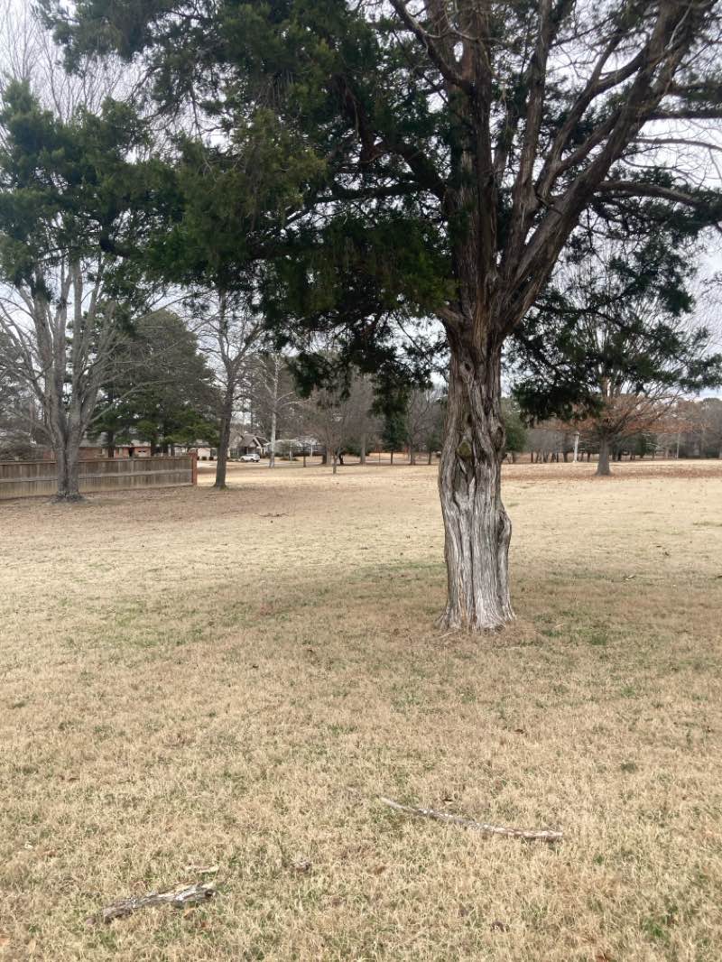walking near me in Harding Park in winter
