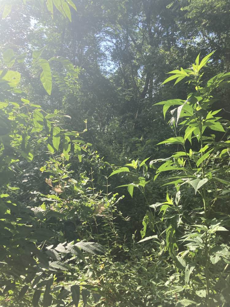 walking near me in R J McInnish Park in summer